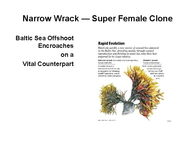 Narrow Wrack — Super Female Clone Baltic Sea Offshoot Encroaches on a Vital Counterpart