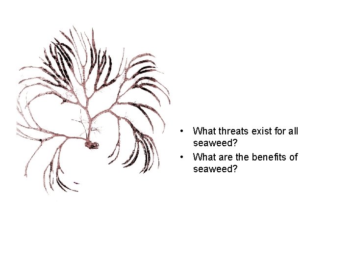  • What threats exist for all seaweed? • What are the benefits of