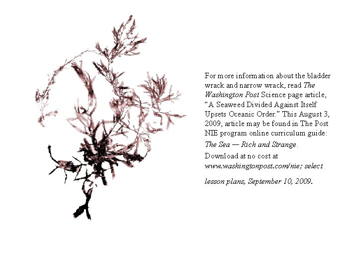 For more information about the bladder wrack and narrow wrack, read The Washington Post