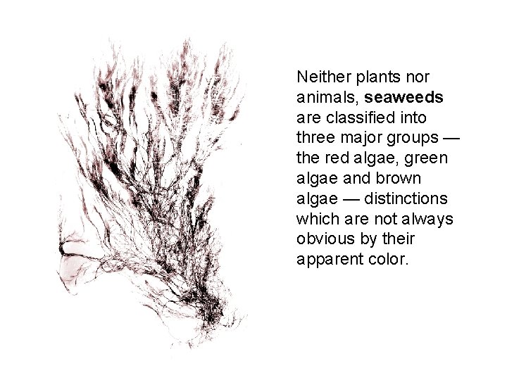 Neither plants nor animals, seaweeds are classified into three major groups — the red