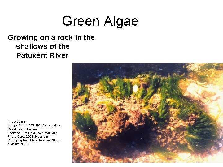 Green Algae Growing on a rock in the shallows of the Patuxent River Green