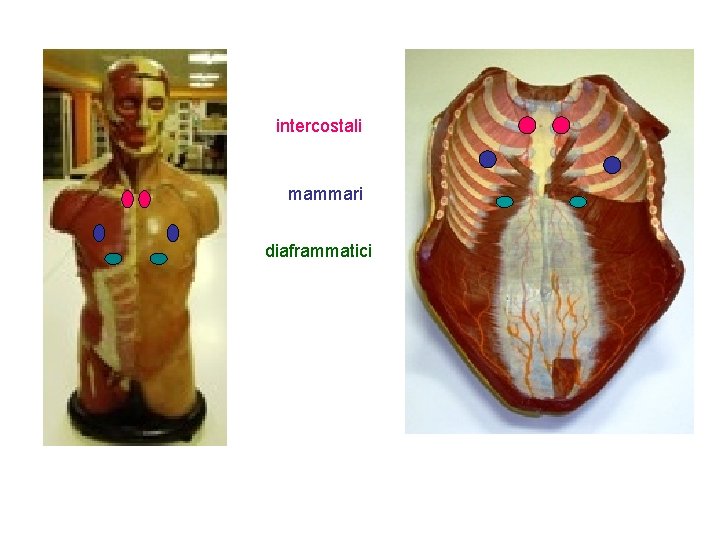 intercostali mammari diaframmatici 