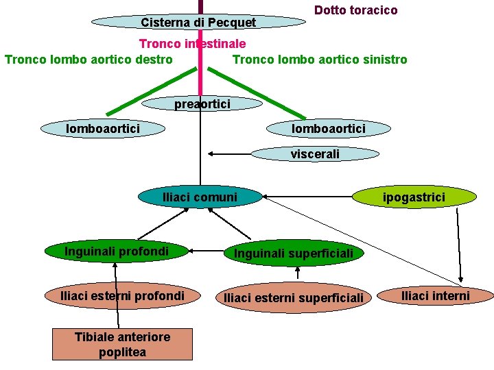 Cisterna di Pecquet Dotto toracico Tronco intestinale Tronco lombo aortico destro Tronco lombo aortico