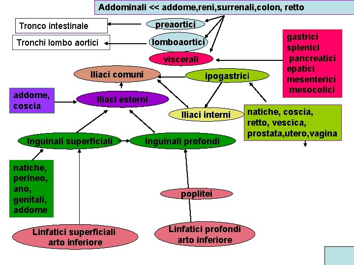 Addominali << addome, reni, surrenali, colon, retto preaortici Tronco intestinale lomboaortici Tronchi lombo aortici