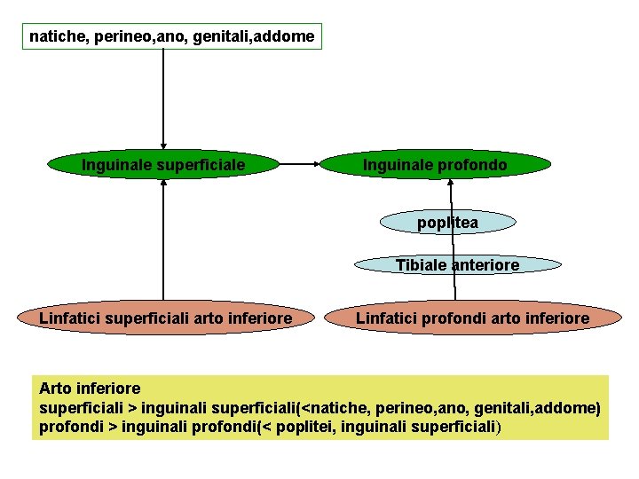 natiche, perineo, ano, genitali, addome Inguinale superficiale Inguinale profondo poplitea Tibiale anteriore Linfatici superficiali