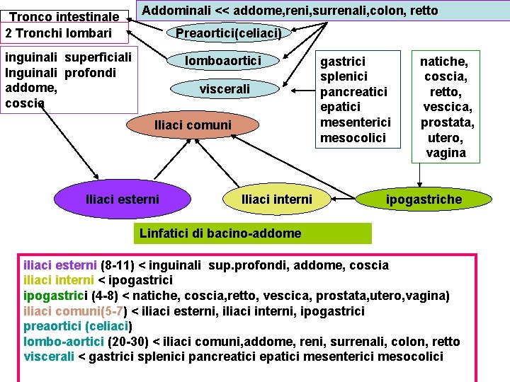 Tronco intestinale 2 Tronchi lombari Addominali << addome, reni, surrenali, colon, retto Preaortici(celiaci) inguinali