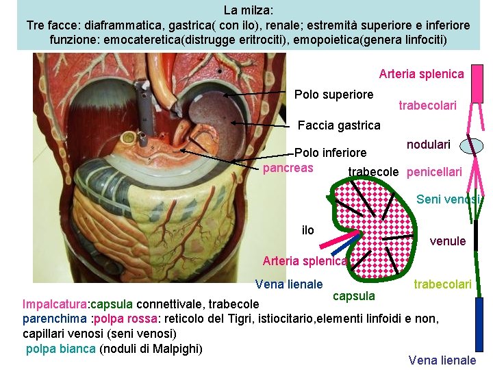 La milza: Tre facce: diaframmatica, gastrica( con ilo), renale; estremità superiore e inferiore funzione: