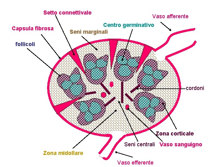 Setto connettivale Capsula fibrosa Vaso afferente Centro germinativo Seni marginali follicoli cordoni Zona corticale