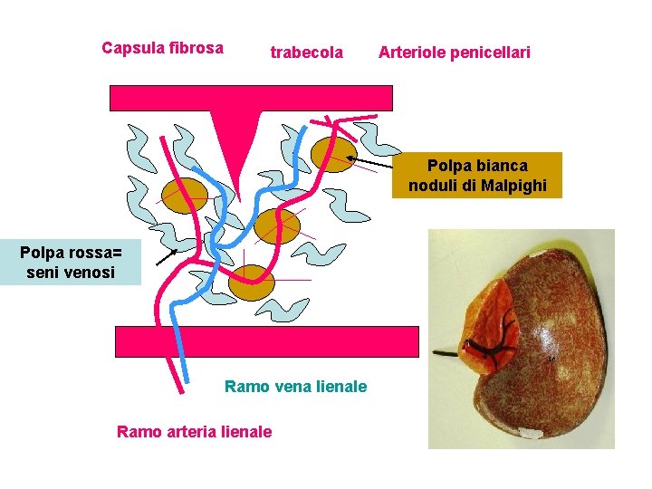 Capsula fibrosa trabecola Arteriole penicellari Polpa bianca noduli di Malpighi Polpa rossa= seni venosi