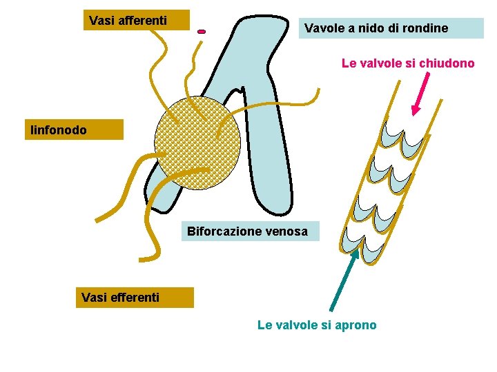 Vasi afferenti Vavole a nido di rondine Le valvole si chiudono linfonodo Biforcazione venosa