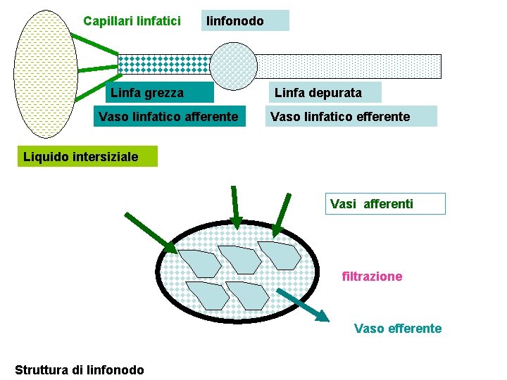 Capillari linfatici linfonodo Linfa grezza Vaso linfatico afferente Linfa depurata Vaso linfatico efferente Liquido