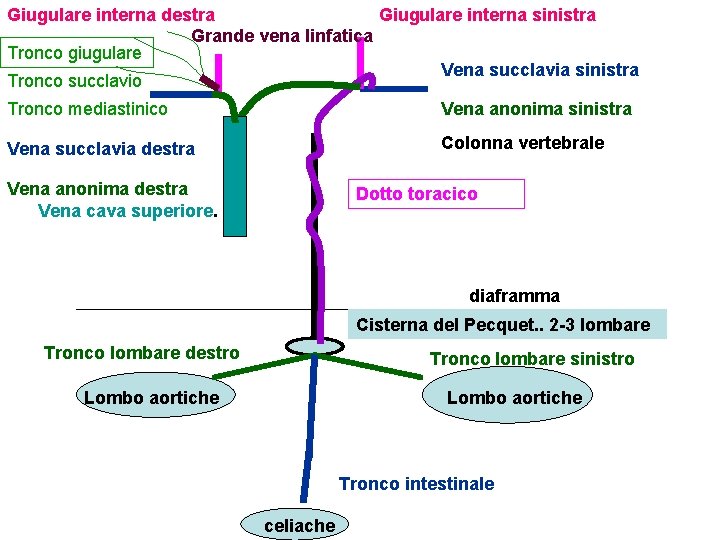 Giugulare interna destra Giugulare interna sinistra Grande vena linfatica Tronco giugulare Vena succlavia sinistra