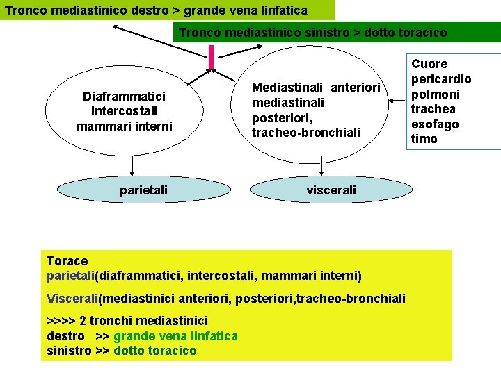 Tronco mediastinico destro > grande vena linfatica Tronco mediastinico sinistro > dotto toracico Diaframmatici