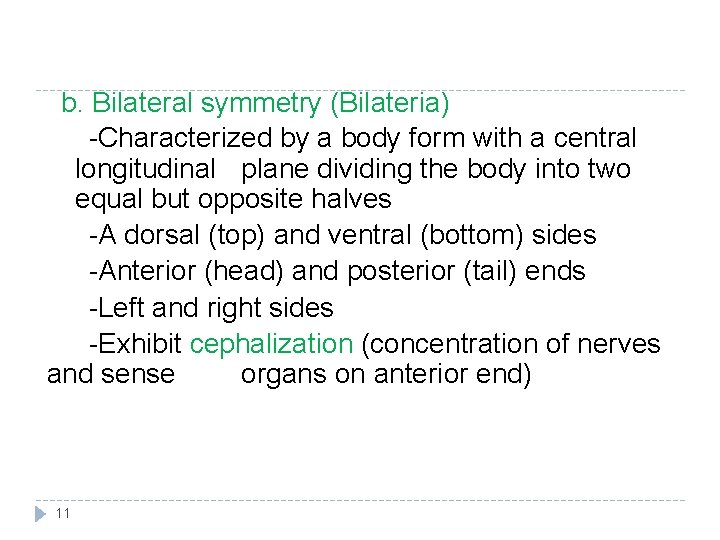 b. Bilateral symmetry (Bilateria) -Characterized by a body form with a central longitudinal plane