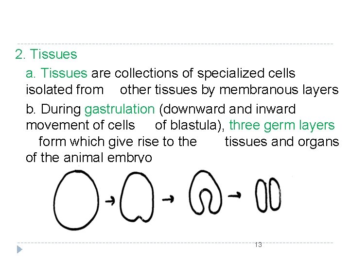 2. Tissues are collections of specialized cells isolated from other tissues by membranous layers