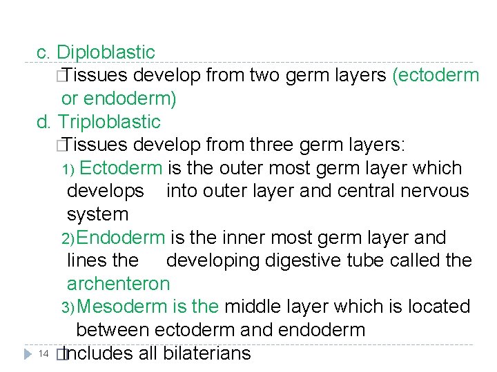 c. Diploblastic � Tissues develop from two germ layers (ectoderm or endoderm) d. Triploblastic