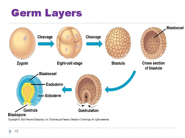 Germ Layers 15 