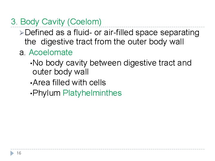 3. Body Cavity (Coelom) Ø Defined as a fluid- or air-filled space separating the