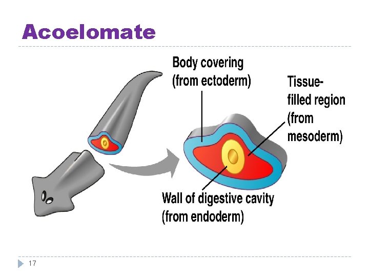 Acoelomate 17 