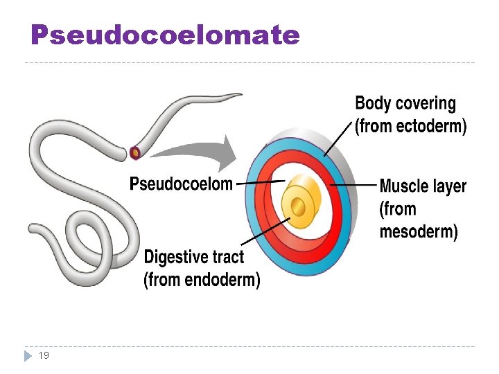Pseudocoelomate 19 