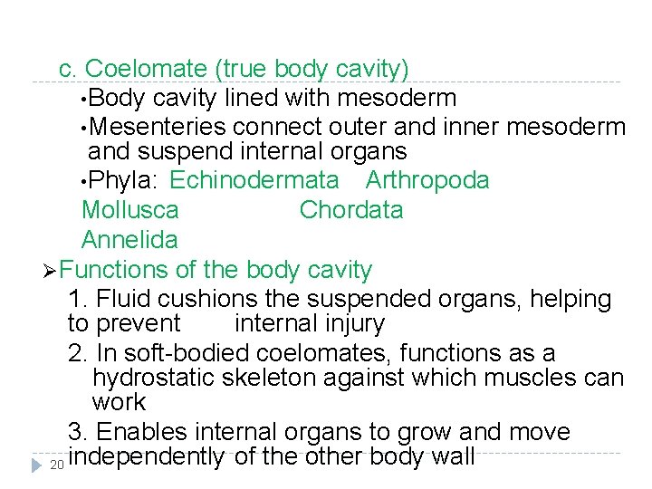 c. Coelomate (true body cavity) • Body cavity lined with mesoderm • Mesenteries connect