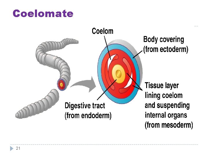 Coelomate 21 