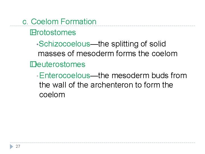 c. Coelom Formation � Protostomes • Schizocoelous—the splitting of solid masses of mesoderm forms