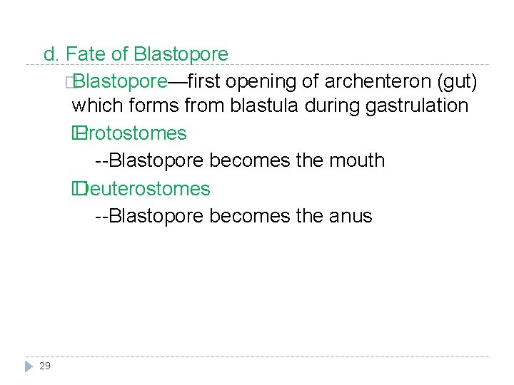 d. Fate of Blastopore �Blastopore—first opening of archenteron (gut) which forms from blastula during