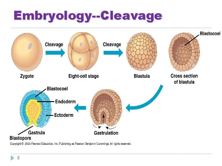 Embryology--Cleavage 3 