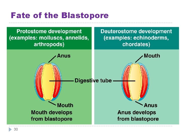 Fate of the Blastopore 30 