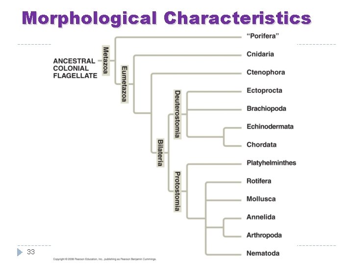 Morphological Characteristics 33 