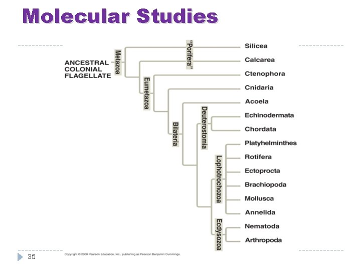 Molecular Studies 35 