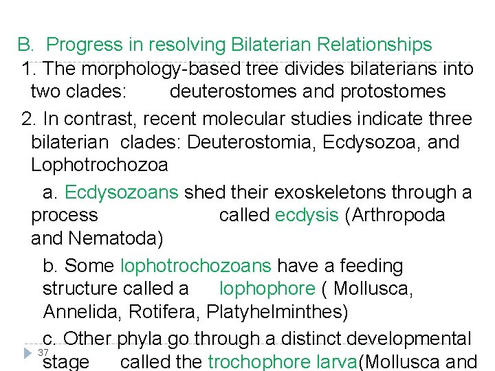 B. Progress in resolving Bilaterian Relationships 1. The morphology-based tree divides bilaterians into two