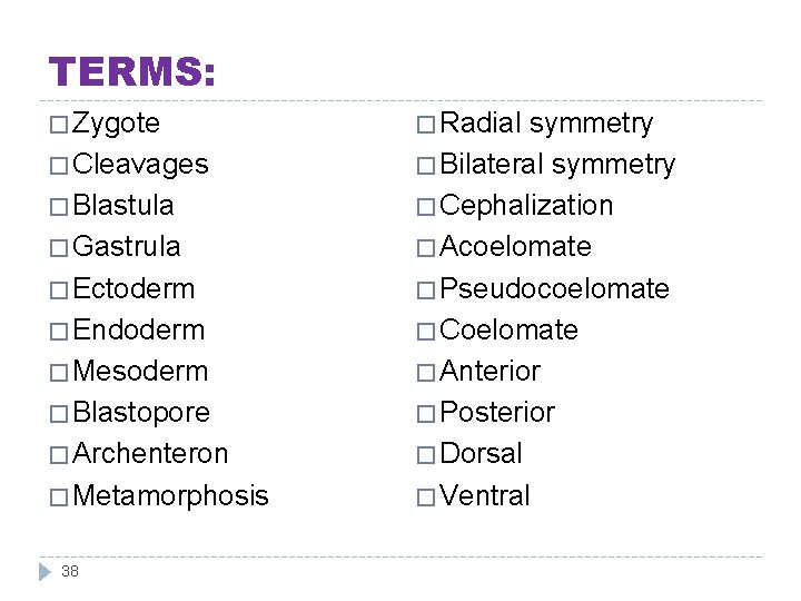 TERMS: � Zygote � Cleavages � Blastula � Gastrula � Ectoderm � Endoderm �