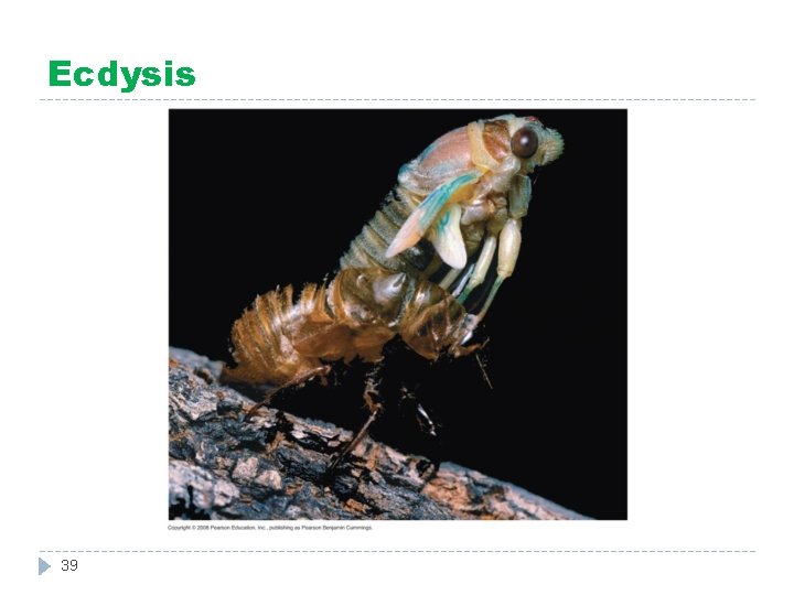 Ecdysis 39 