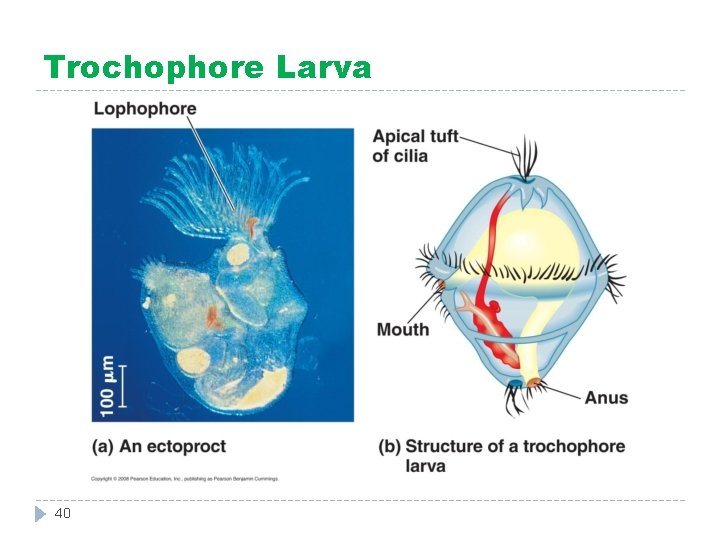 Trochophore Larva 40 