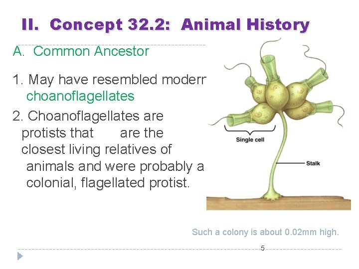 II. Concept 32. 2: Animal History A. Common Ancestor 1. May have resembled modern