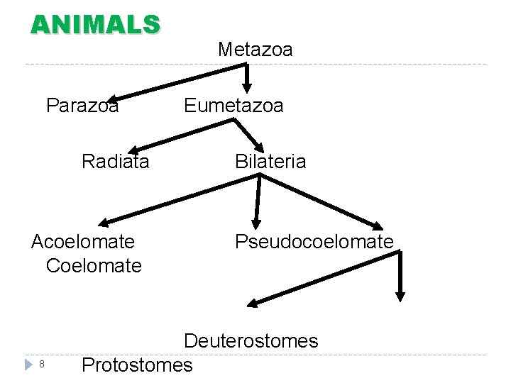 ANIMALS Parazoa Radiata Acoelomate Coelomate 8 Metazoa Eumetazoa Bilateria Pseudocoelomate Deuterostomes Protostomes 