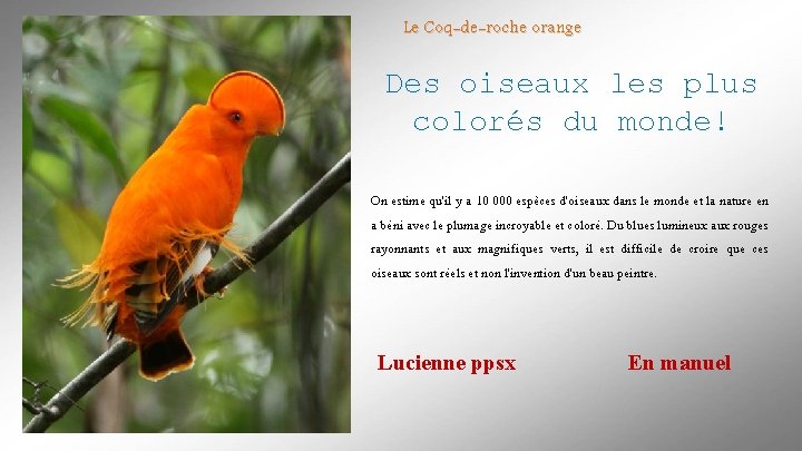 Le Coq-de-roche orange Des oiseaux les plus colorés du monde! On estime qu'il y