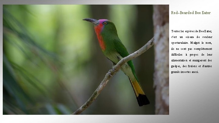 Red-Bearded Bee Eater Toutes les espèces de Bee Eater, c'est un oiseau de couleur