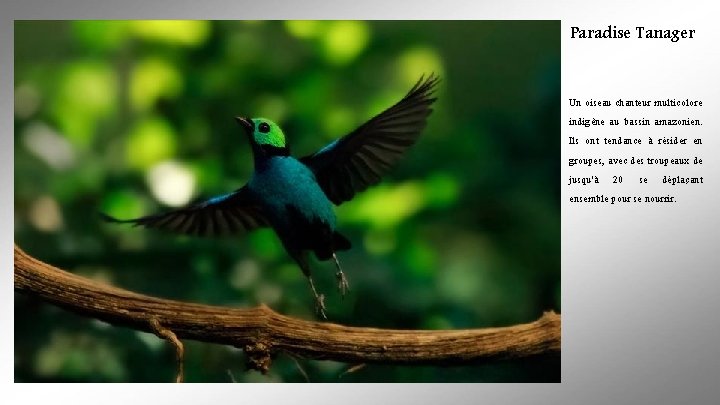 Paradise Tanager Un oiseau chanteur multicolore indigène au bassin amazonien. Ils ont tendance à