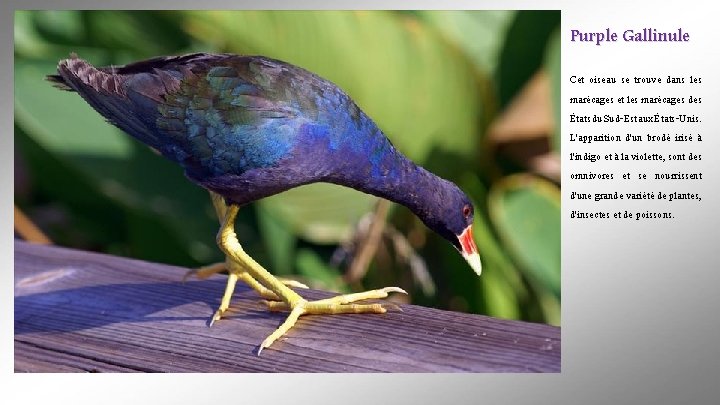 Purple Gallinule Cet oiseau se trouve dans les marécages et les marécages des États