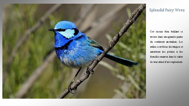 Splendid Fairy Wren Cet oiseau bleu brillant se trouve dans une grande partie du