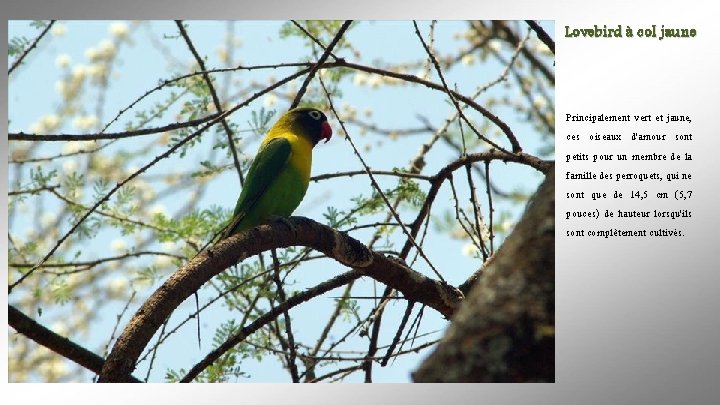 Lovebird à col jaune Principalement vert et jaune, ces oiseaux d'amour sont petits pour