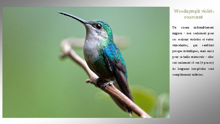 Woodnymph violetcouronné Un oiseau indéniablement mignon - non seulement pour ses couleurs violettes et