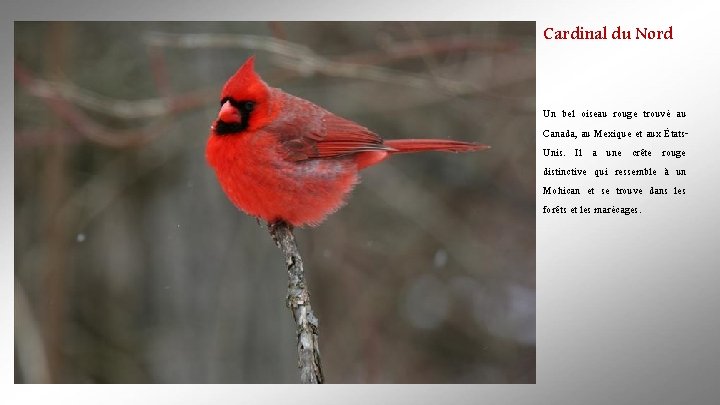 Cardinal du Nord Un bel oiseau rouge trouvé au Canada, au Mexique et aux