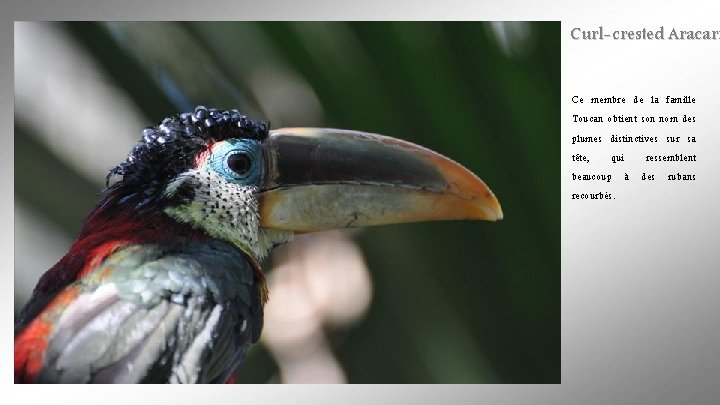 Curl-crested Aracari Ce membre de la famille Toucan obtient son nom des plumes distinctives