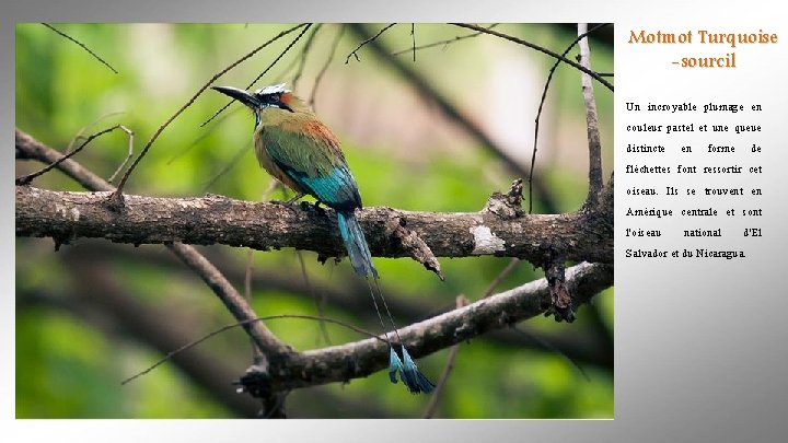 Motmot Turquoise -sourcil Un incroyable plumage en couleur pastel et une queue distincte en