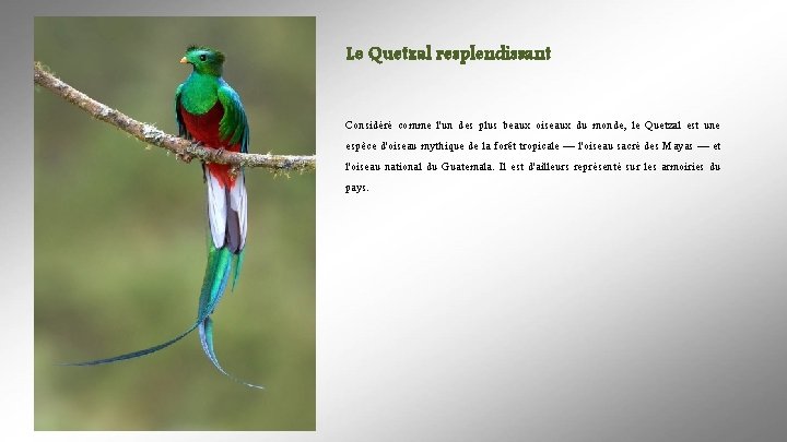 Le Quetzal resplendissant Considéré comme l'un des plus beaux oiseaux du monde, le Quetzal