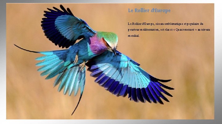 Le Rollier d'Europe, oiseau emblématique et populaire du pourtour méditerranéen, est classé « Quasi-menacé